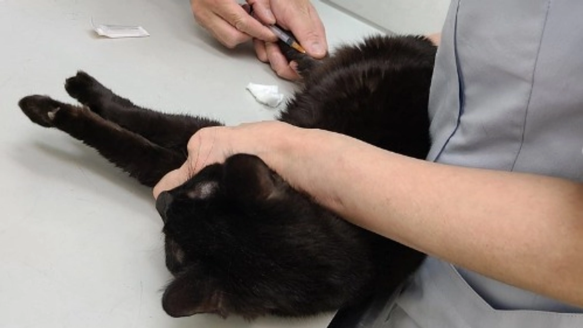 【あと8日！】保護猫「もこたーしょ」さんに痙攣発作が起きました。視覚と聴覚に異変も...