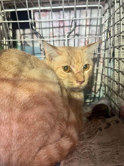 かわいそうだけでは助けられない　野良猫さんのこと⑦