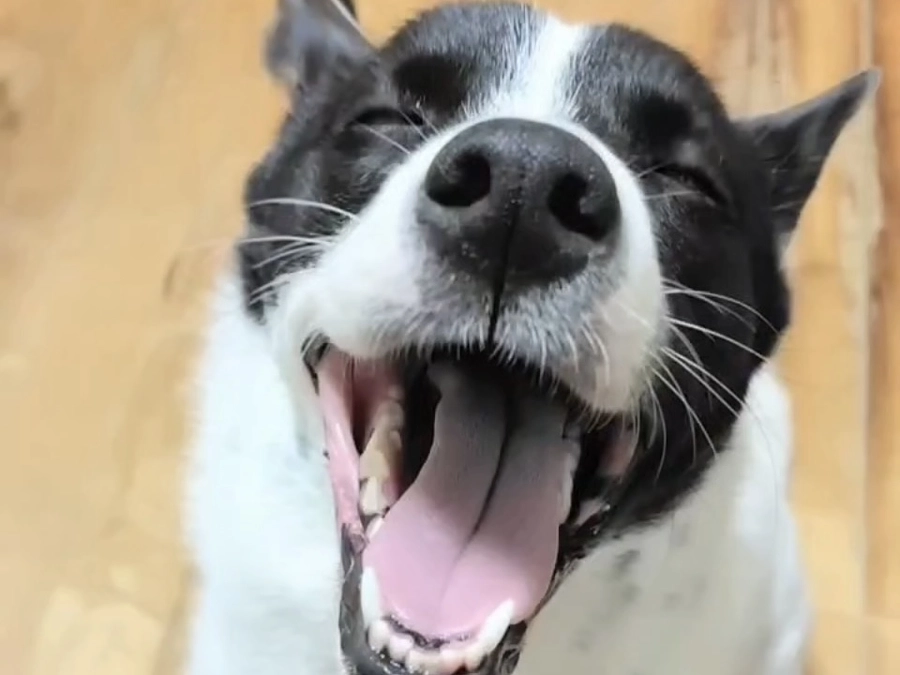 ご支援250万円突破！目標達成まであと100万円、温かい応援に心から感謝します！