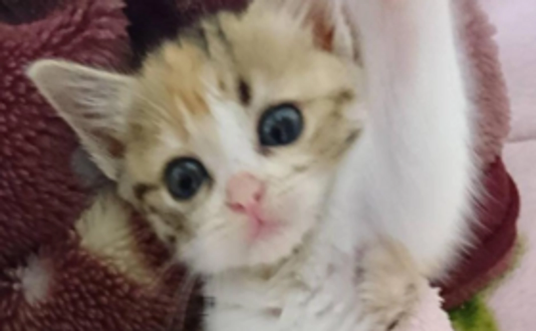 「くるみの森」の活動を応援!応援コース