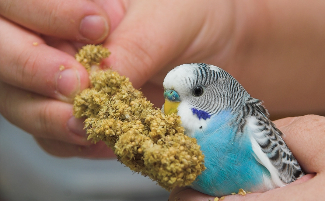 3千円｜全力応援コース