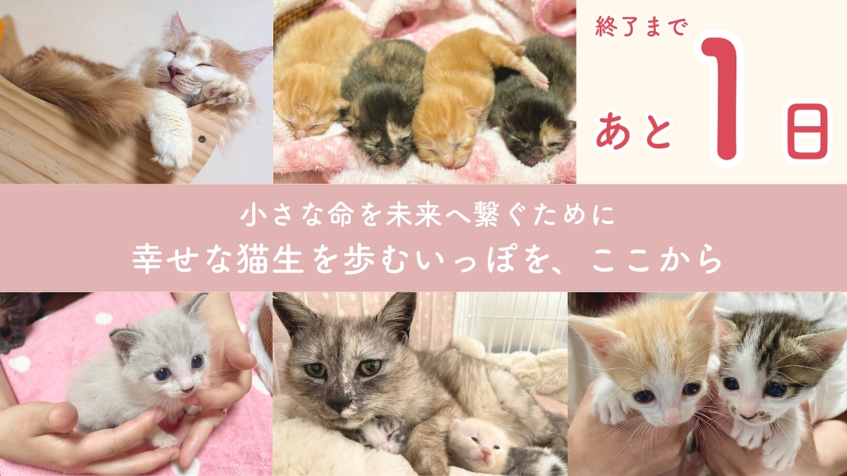 いよいよ明日の23時終了！最後の最後まで、皆さまと共に。