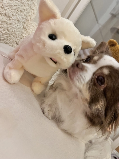 2023.11.26  脾臓（ひぞう）のリンパ腫について。