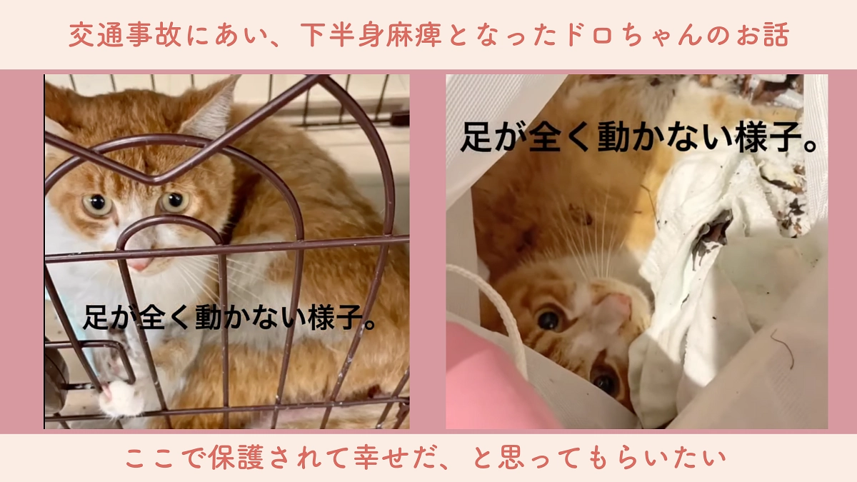あと5日！【交通事故のどろちゃん】足の麻痺がありますが命は助かりました。ケガや病気の子こそ、救いたい