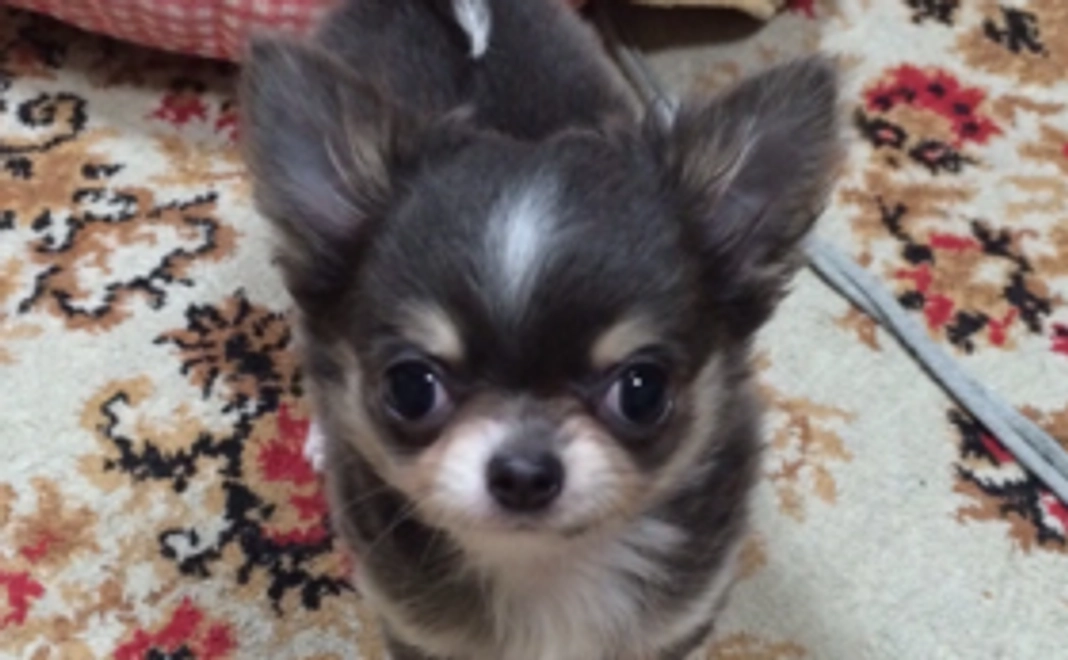 ヒメへの支援ありがとうございます  1