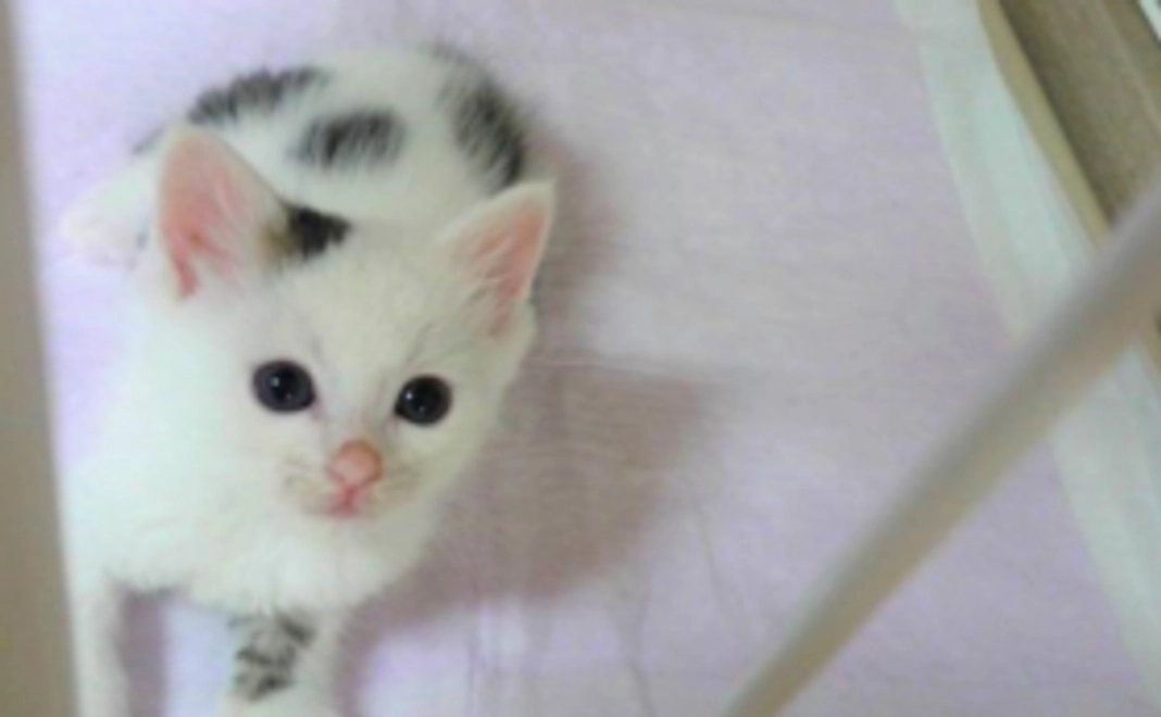 【1万円】殺処分0への一歩を踏み出す!