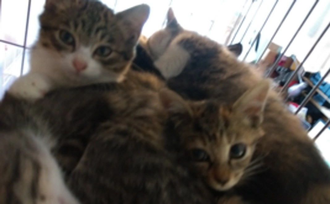【応援コース】1匹の猫にワクチン接種をすることができる費用に相当します