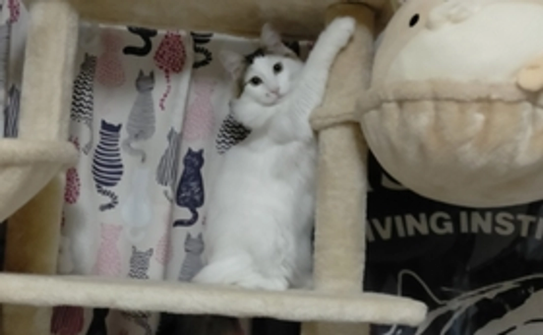 負けるな！モカ【500円リターン不要】