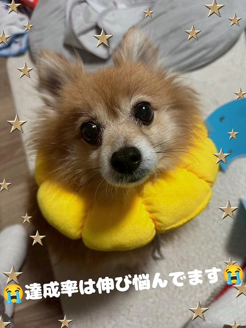 ライブ配信します