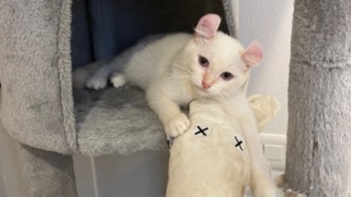 プロジェクト開始しました