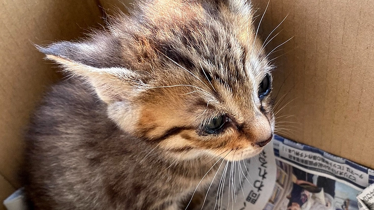 行き場のない猫を救うために夕張に譲渡型保護猫シェルターをつくりたい