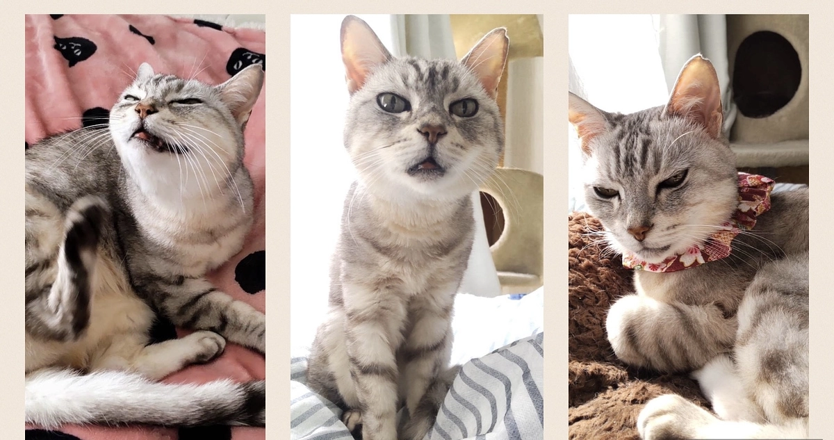 シニア猫あみちゃんを預かって思うこと