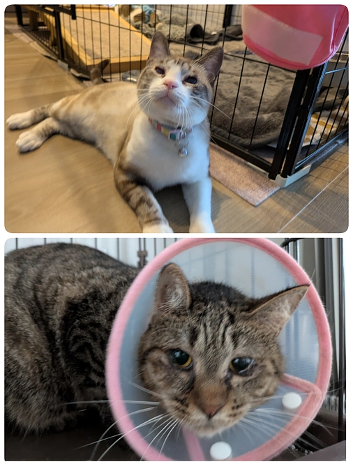 ［あおいちゃん］トライアル決定！と目薬