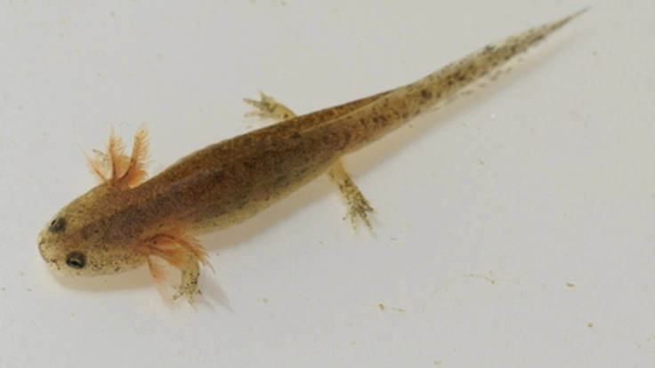 東京サンショウ魚の生息地の保護