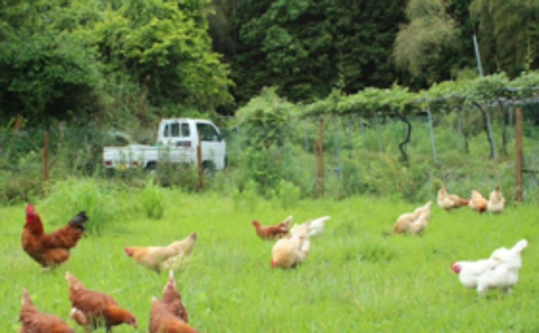 絵葉書10枚と成川自然農園の有精卵(20個)をお届け