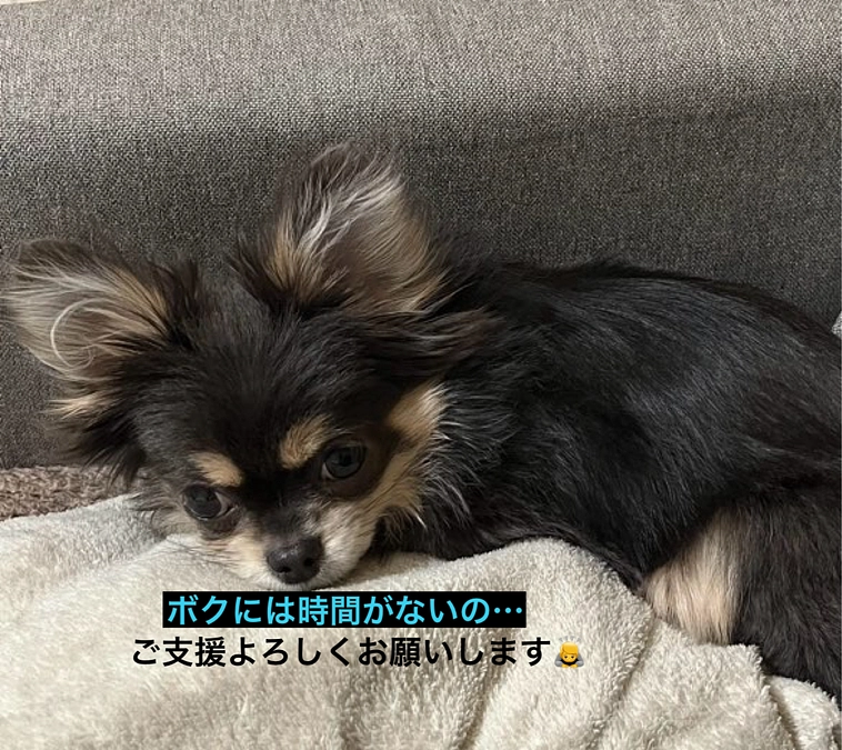 プロジェクト終了まで残り11日　しなもんに力をお分けください　活動報告13回目