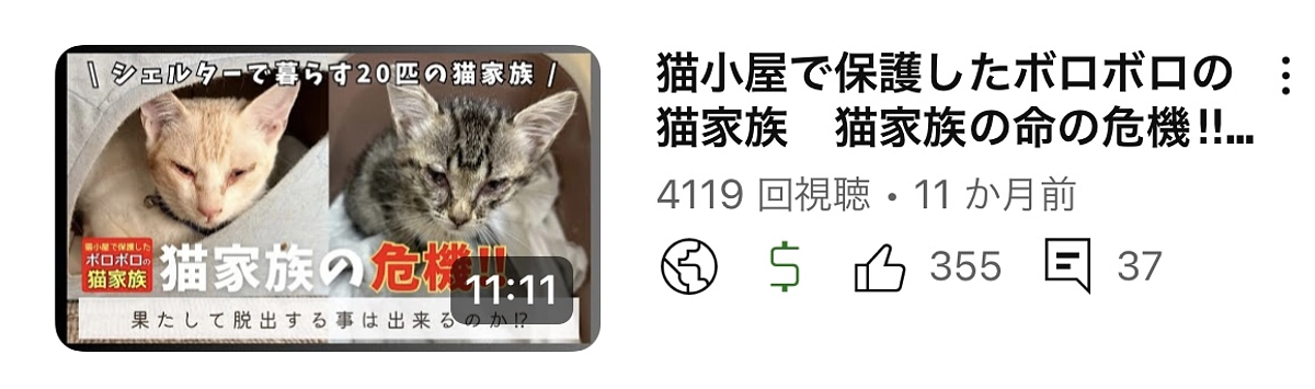 猫家族を襲った猫風邪の危機