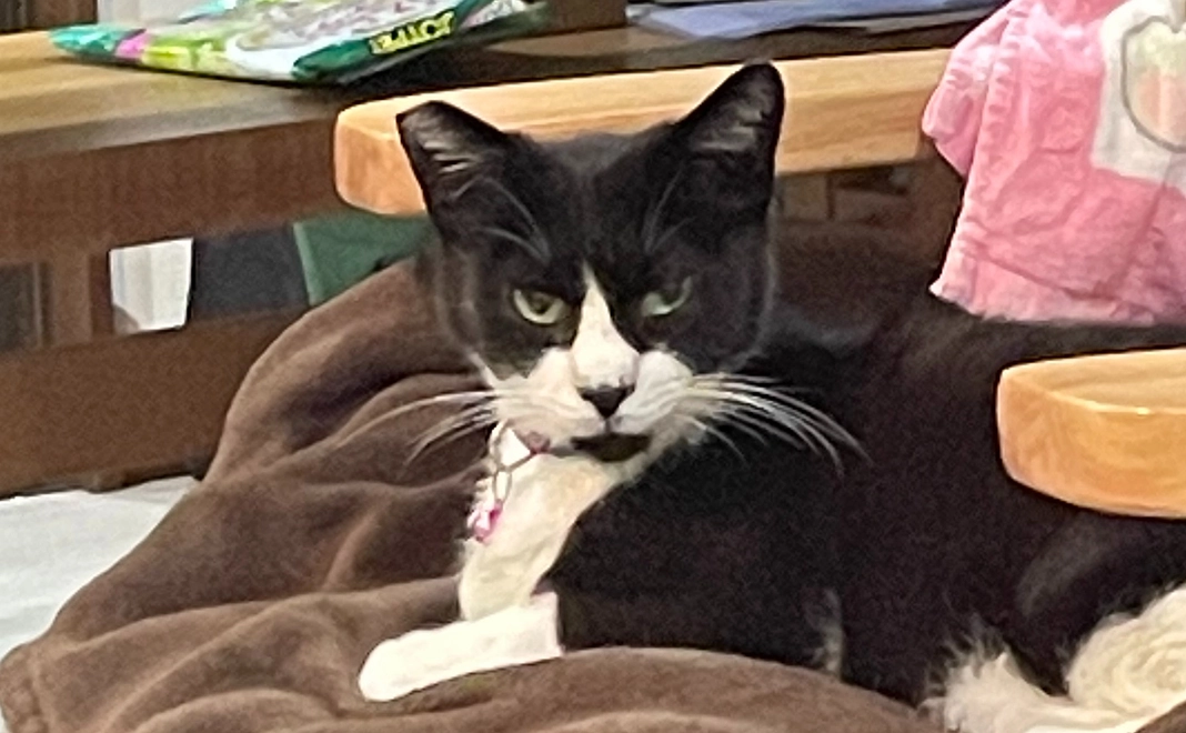 がんばれ！たぁぼう！500円コース