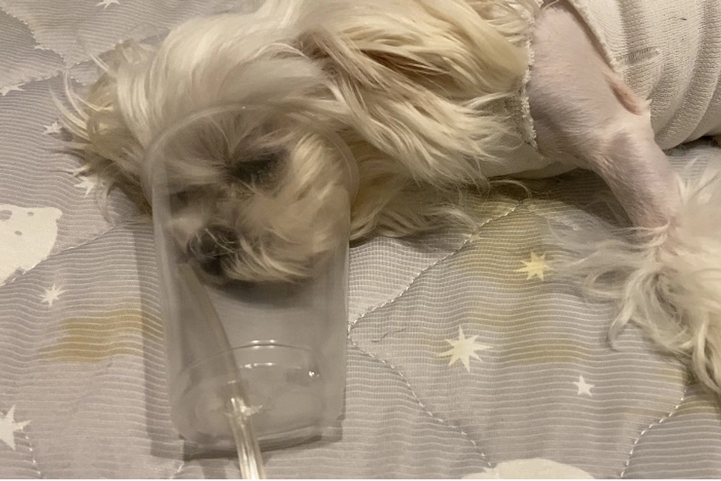 プロジェクトの残り3日 引き続き応援ありがとうございます