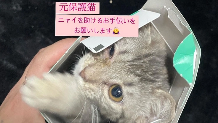 一歳になったばかりの元保護猫ニャイがFIPに感染してしまいました。