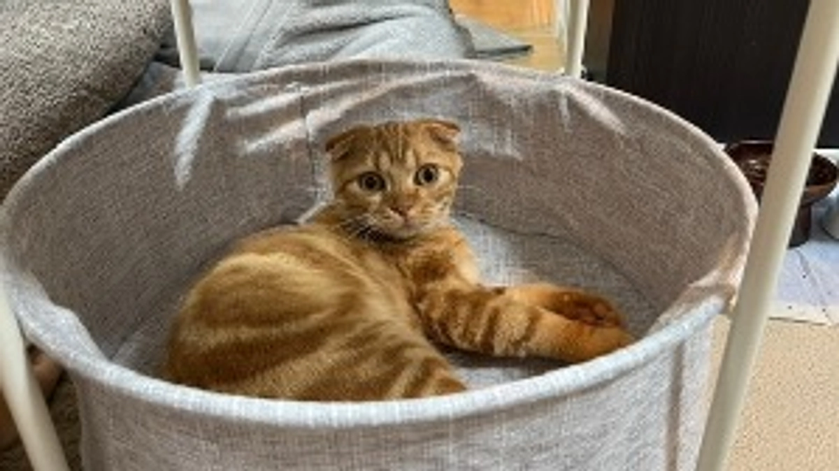 FIP経過観察7日目