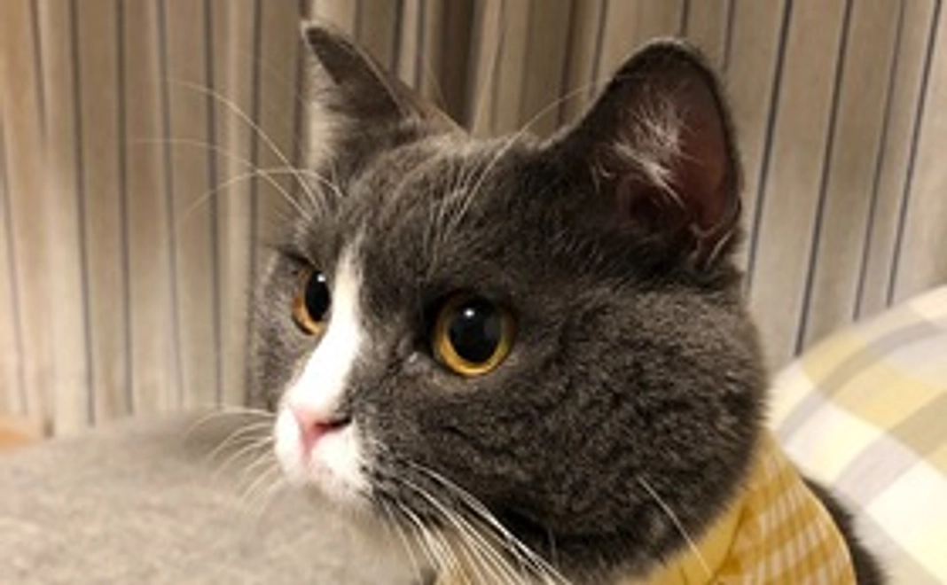 ルナちゃんプチ応援コース