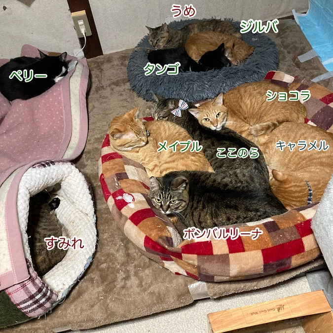 2階保護部屋の猫たち