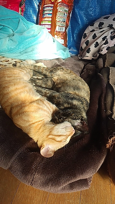 猫ちゃんと私のお部屋作り