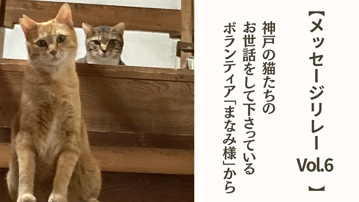 【メッセージリレーVol.6】神戸の猫たちのお世話をして下さっているボランティアのM様から