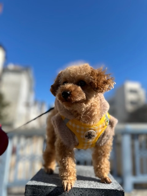 お手が出来る様になりました！