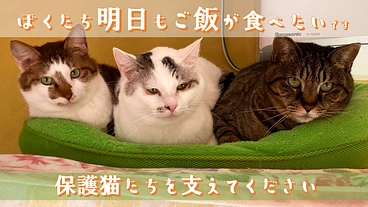 保護猫・TNRサポーター募集中｜駆け込み相談所を応援してください☆ のトップ画像