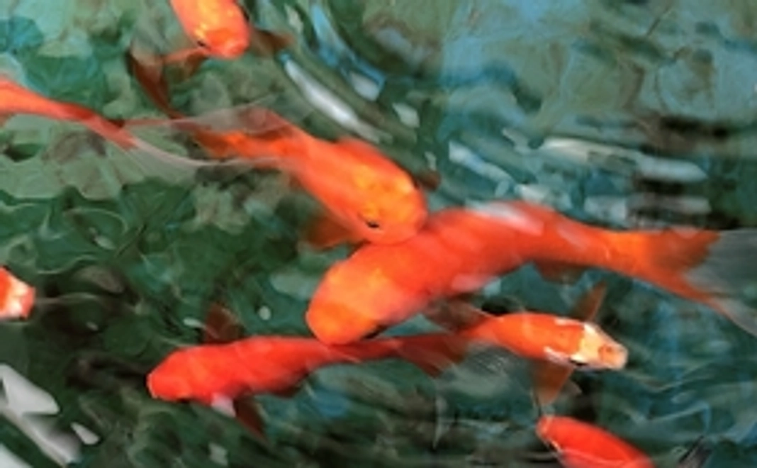 感謝のメールと希望者に錦鯉の餌を発送致します