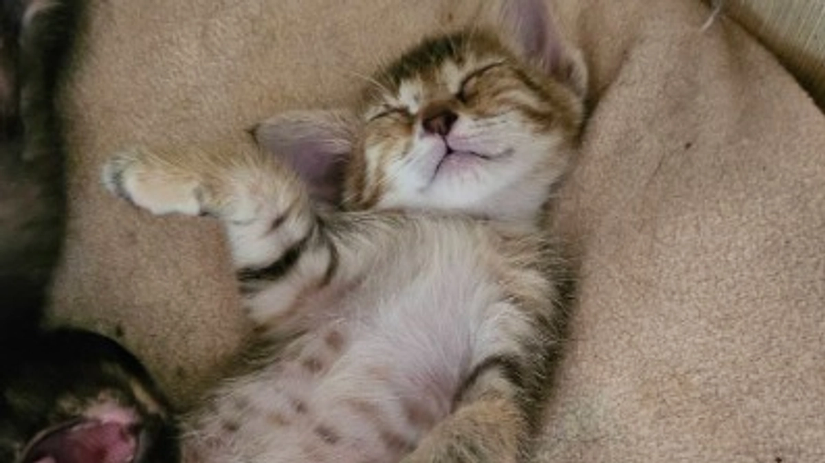 5つ子ちゃん、すくすく成長！