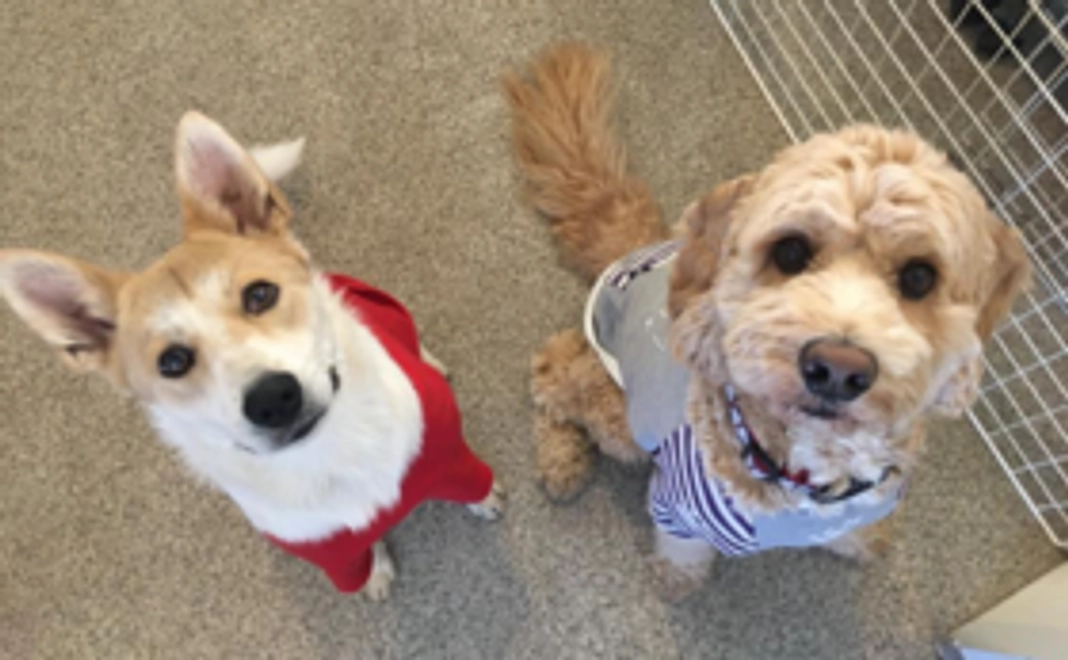 協会オリジナル『チャリティクリアファイル』