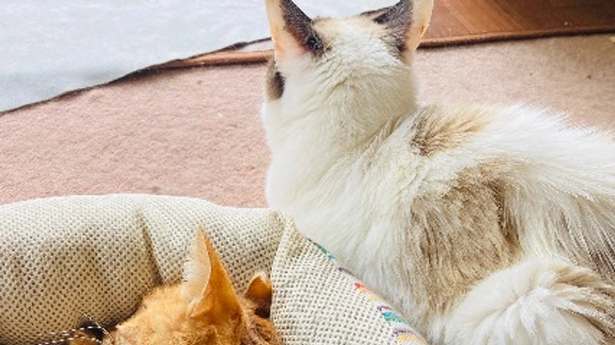 本日のスケジュール