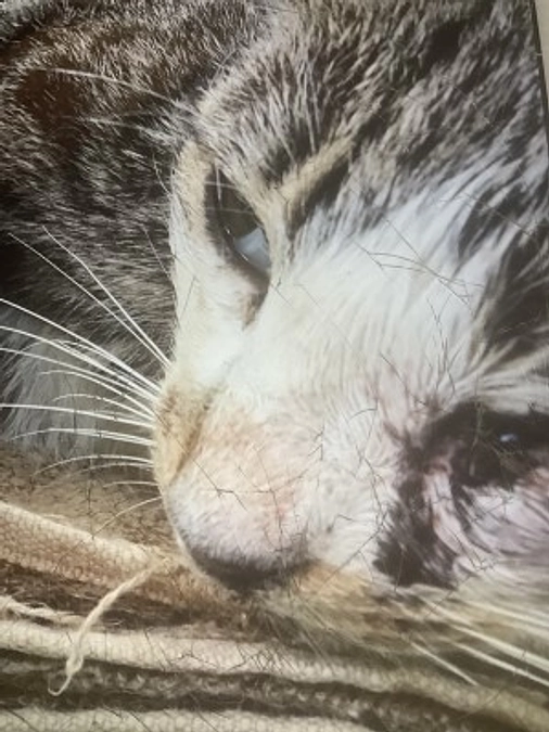 【保護猫エピソード③】交通事故　車にはねられていた野良猫　ジコちゃん