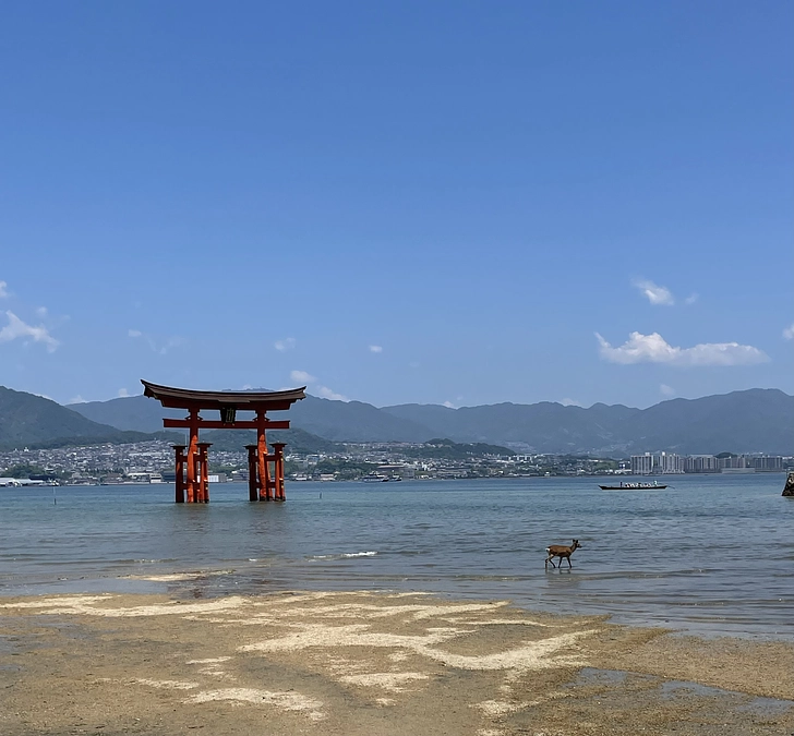 ボタニカルアーティストの京都桜紀行～平安京と厳島神社1