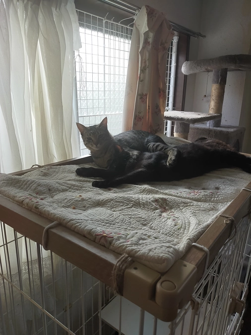 第１シェルターの猫達