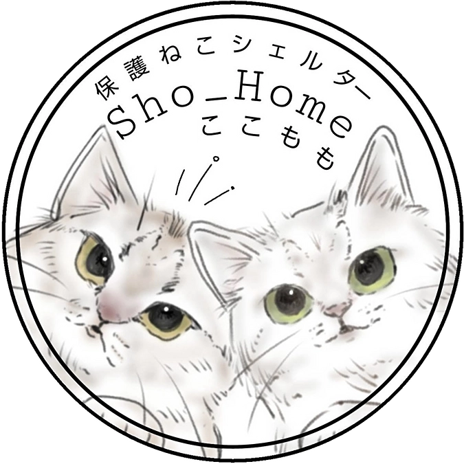 当シェルターに診療所開設しました🐈🌸