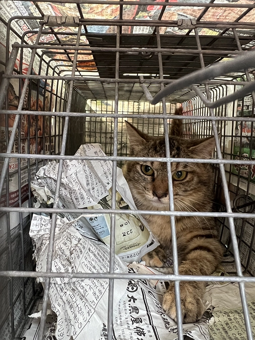 追加で2匹を保護しました