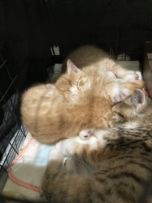 子猫捕獲！！ただ別の子②