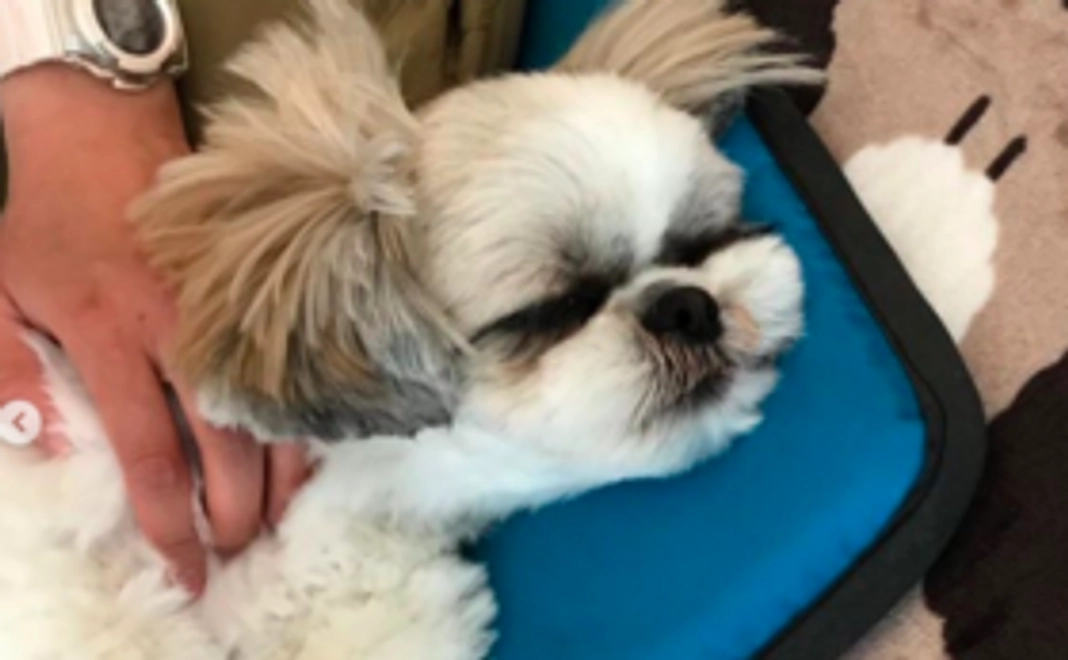 ワンちゃんのマッサージ無料券（3回分）+利用無料券（10回分）