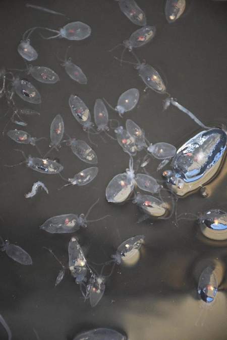 2024年1月23日「イカ」