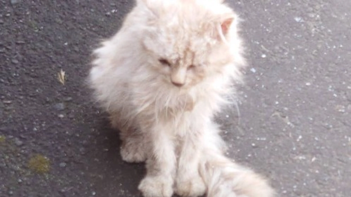 【4月10日までに達成率50%を目指しています✨】迷子の猫さんの声なき声。