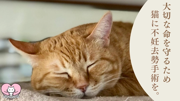 大切な命を守りたい。多頭飼育崩壊を未然に防ぐため猫に不妊去勢手術を 2枚目