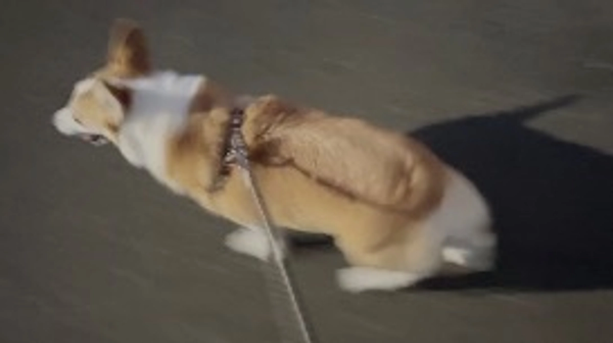 ひさしぶりのお散歩ができました🐾