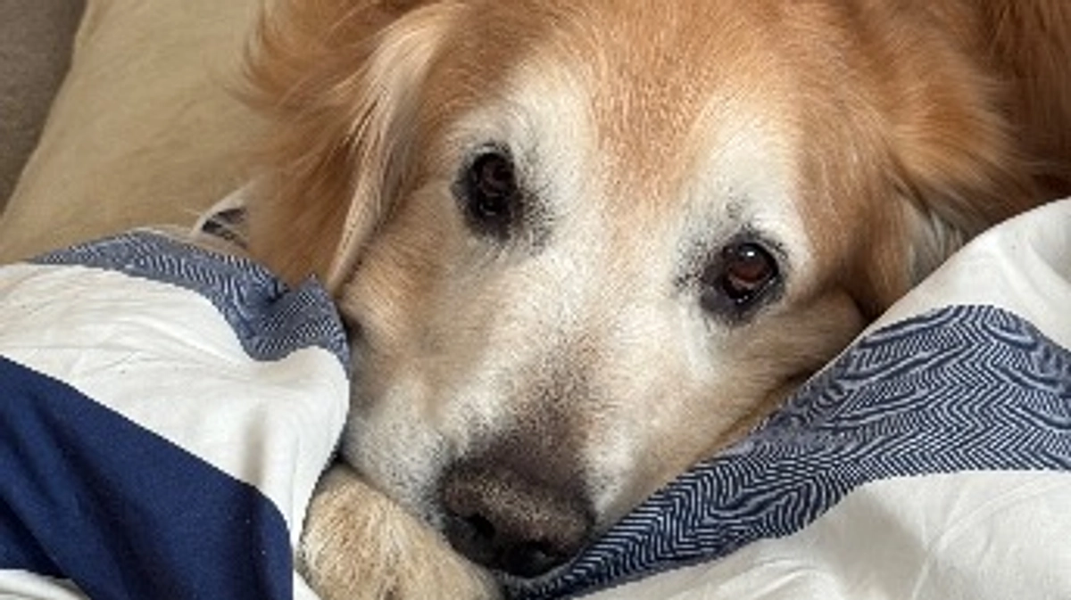 ありがとうございます