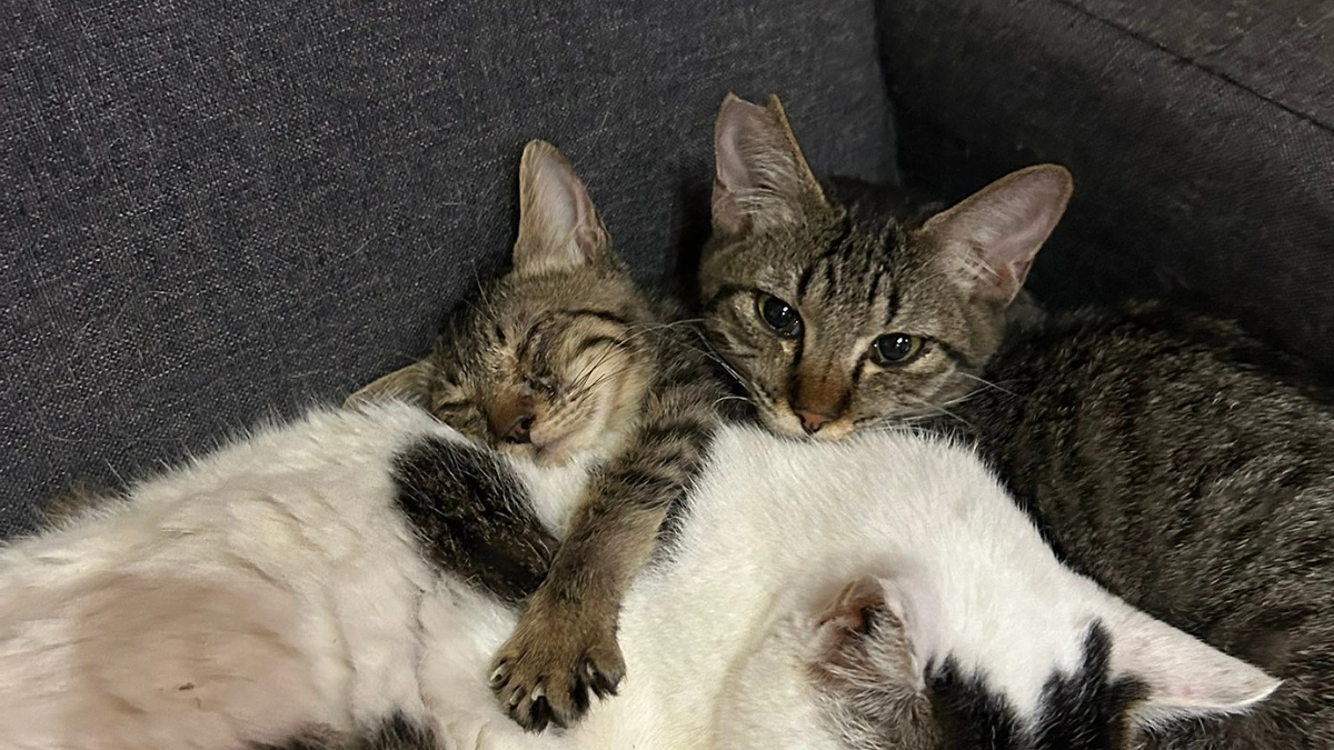 初めてのクラウドファンディングの挑戦がスタートしました！