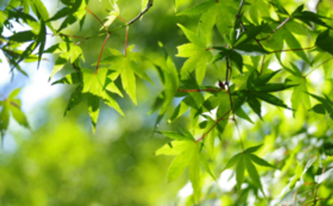 1000円　お気軽ご支援コース