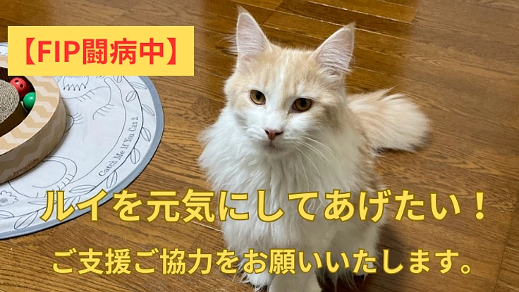 【FIP闘病中】ルイを救うため、ご協力をお願い致します!